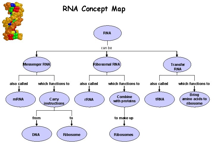 RNA Concept Map RNA can be Messenger RNA also called Ribosomal RNA which functions