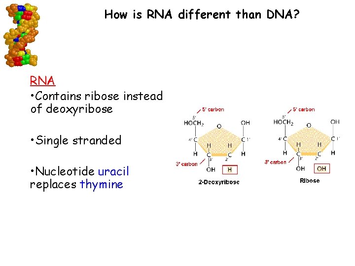 How is RNA different than DNA? RNA • Contains ribose instead of deoxyribose •