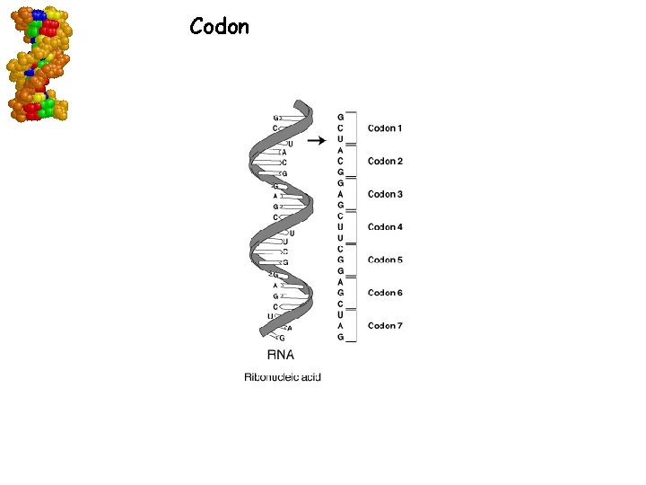 Codon Go to Section: 