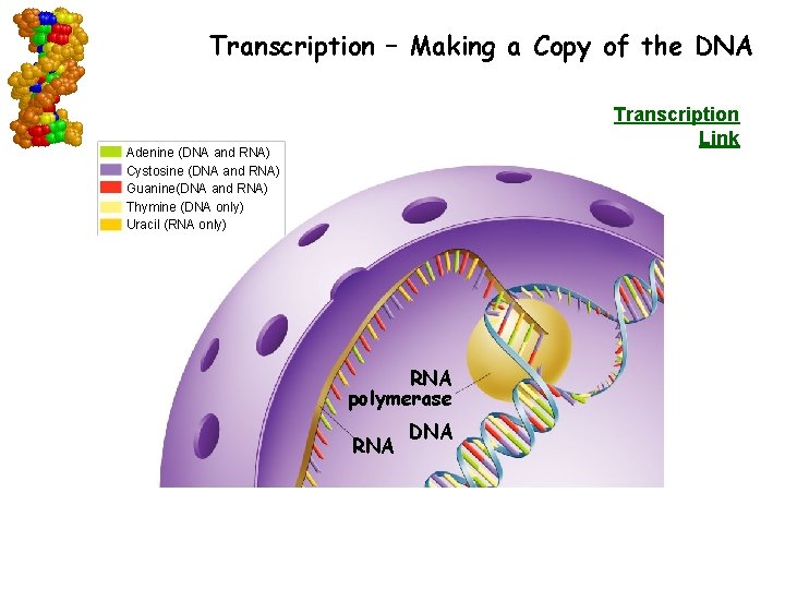 Transcription – Making a Copy of the DNA Transcription Link Adenine (DNA and RNA)