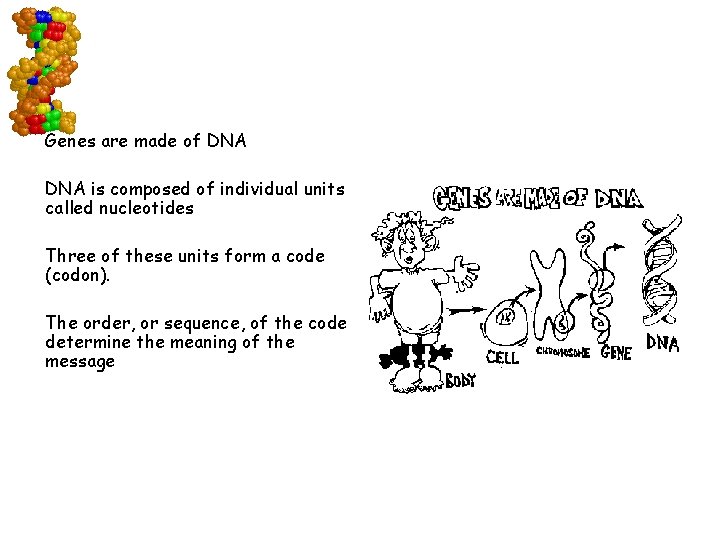 Genes are made of DNA is composed of individual units called nucleotides Three of