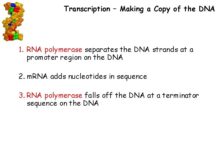 Transcription – Making a Copy of the DNA 1. RNA polymerase separates the DNA