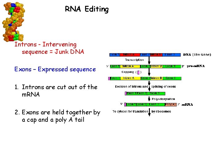 RNA Editing Introns - Intervening sequence = Junk DNA Exons – Expressed sequence 1.