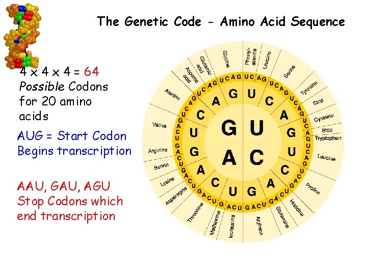 The Genetic Code - Amino Acid Sequence 4 x 4 = 64 Possible Codons