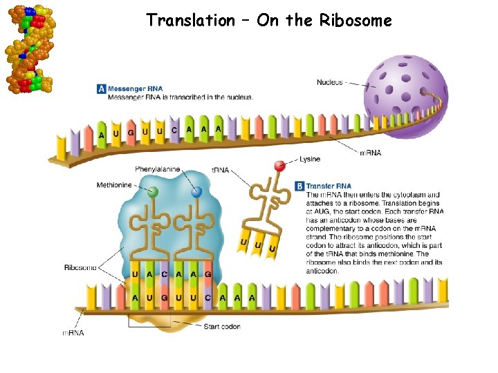 Translation – On the Ribosome Go to Section: 