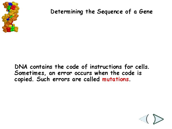 Determining the Sequence of a Gene DNA contains the code of instructions for cells.