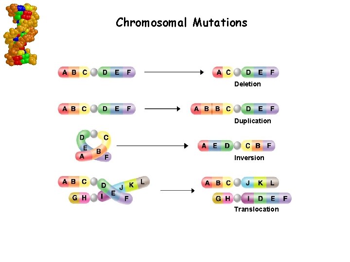 Chromosomal Mutations Deletion Duplication Inversion Translocation Go to Section: 