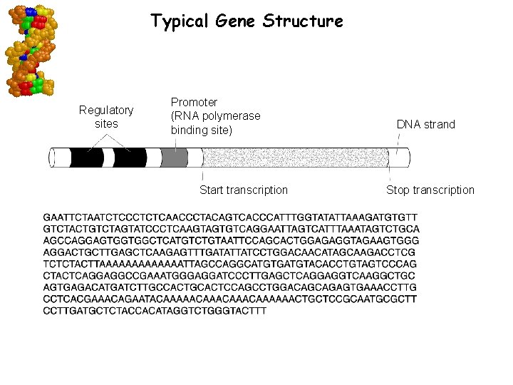 Typical Gene Structure Regulatory sites Promoter (RNA polymerase binding site) Start transcription Go to