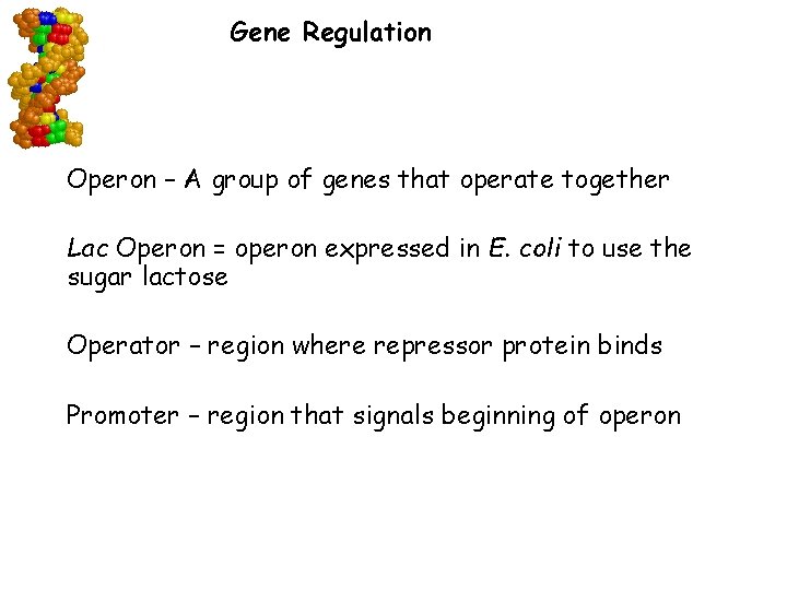 Gene Regulation Operon – A group of genes that operate together Lac Operon =