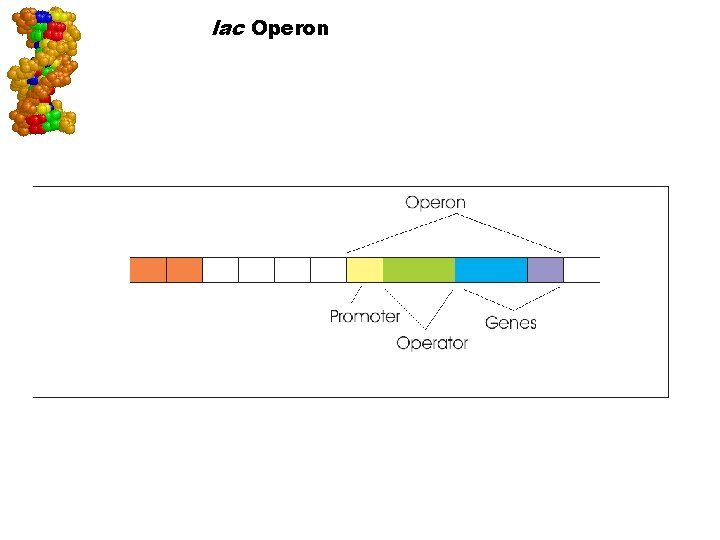 lac Operon Go to Section: 