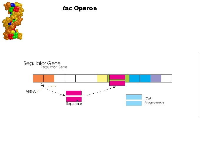 lac Operon Go to Section: 