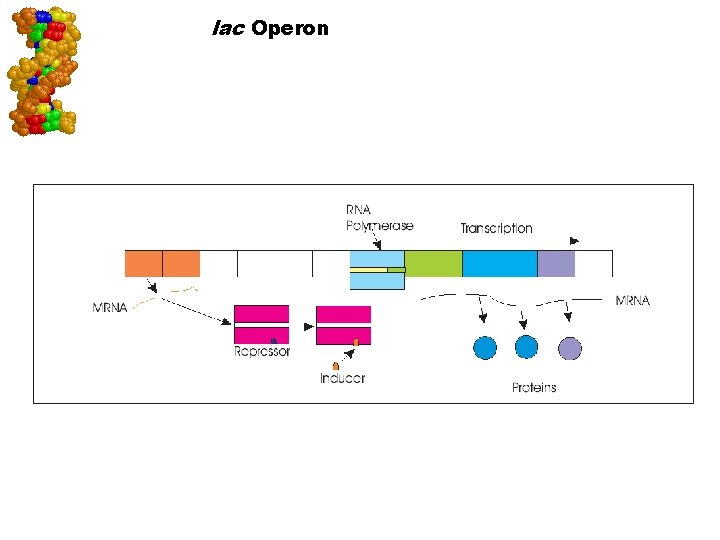 lac Operon Go to Section: 