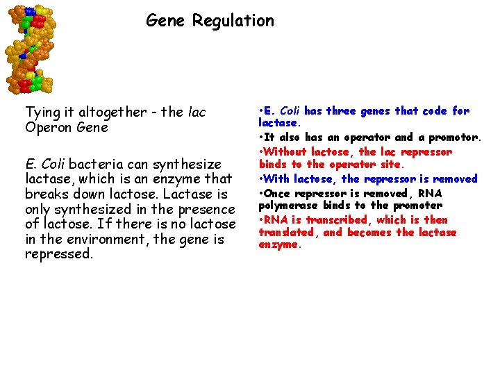Gene Regulation Tying it altogether - the lac Operon Gene E. Coli bacteria can