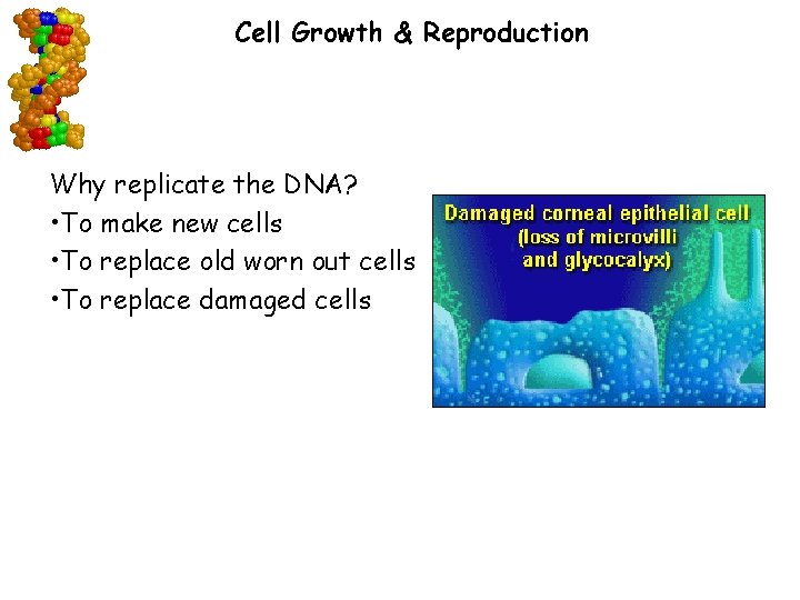 Cell Growth & Reproduction Why replicate the DNA? • To make new cells •