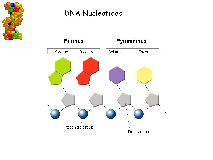  DNA Nucleotides Purines Adenine Guanine Pyrimidines Cytosine Thymine Phosphate group Deoxyribose Go to