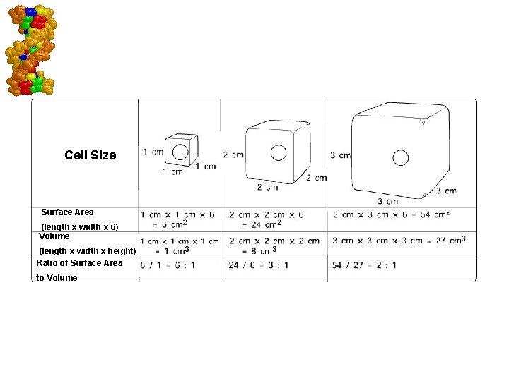 Cell Size Surface Area (length x width x 6) Volume (length x width x