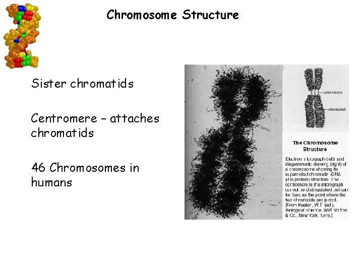 Chromosome Structure Sister chromatids Centromere – attaches chromatids 46 Chromosomes in humans Go to