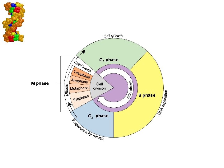 The Cell Cycle G 1 phase M phase S phase G 2 phase Go