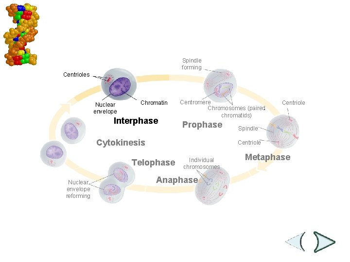 Mitosis and Cytokinesis Spindle forming Centrioles Nuclear envelope Chromatin Interphase Centromere Chromosomes (paired chromatids)