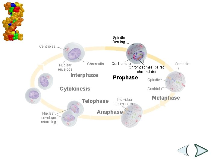 Mitosis and Cytokinesis Spindle forming Centrioles Nuclear envelope Chromatin Interphase Centromere Chromosomes (paired chromatids)