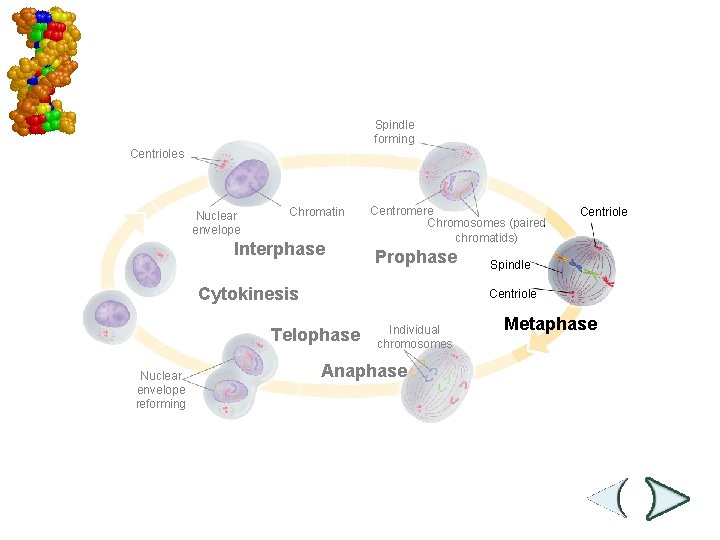 Mitosis and Cytokinesis Spindle forming Centrioles Nuclear envelope Chromatin Interphase Centromere Chromosomes (paired chromatids)