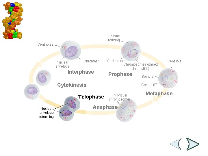 Mitosis and Cytokinesis Spindle forming Centrioles Nuclear envelope Chromatin Interphase Centromere Chromosomes (paired chromatids)