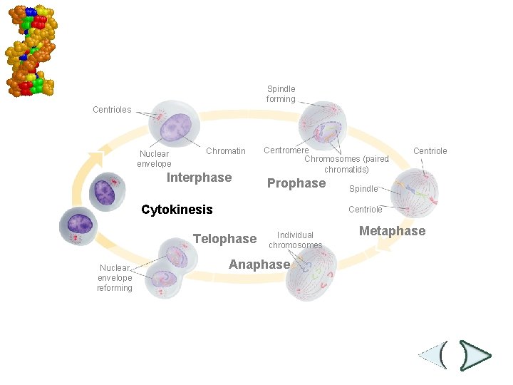 Mitosis and Cytokinesis Spindle forming Centrioles Nuclear envelope Chromatin Interphase Centromere Chromosomes (paired chromatids)