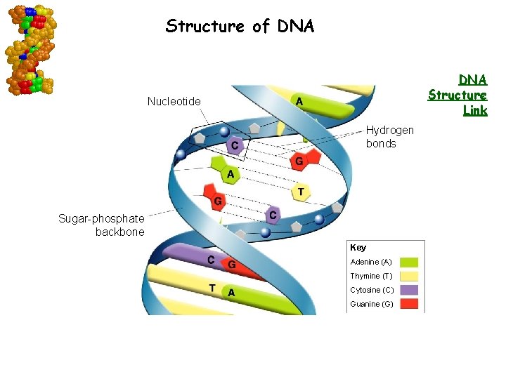  Structure of DNA Structure Link Nucleotide Hydrogen bonds Sugar-phosphate backbone Key Adenine (A)
