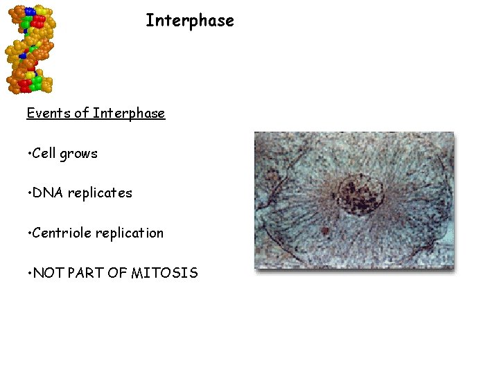 Interphase Events of Interphase • Cell grows • DNA replicates • Centriole replication •