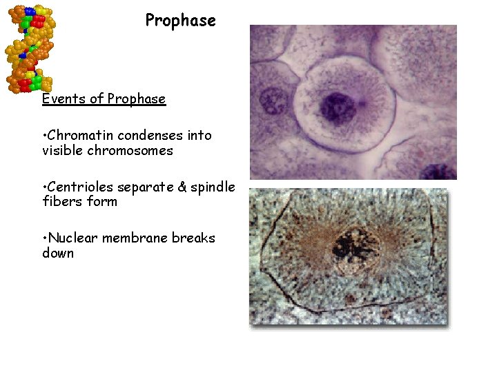 Prophase Events of Prophase • Chromatin condenses into visible chromosomes • Centrioles separate &