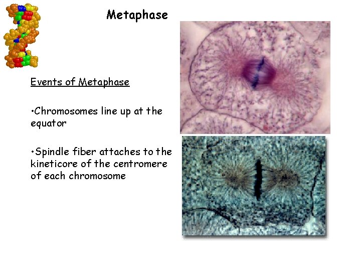 Metaphase Events of Metaphase • Chromosomes line up at the equator • Spindle fiber