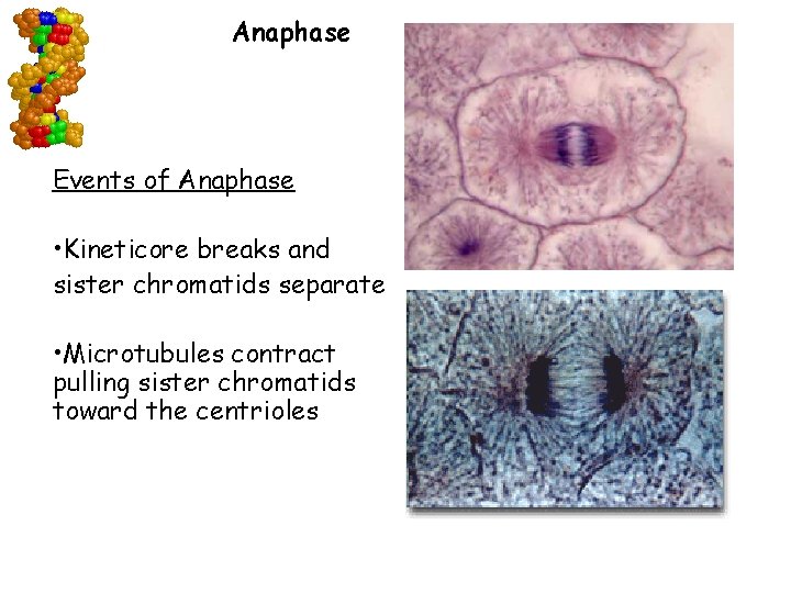 Anaphase Events of Anaphase • Kineticore breaks and sister chromatids separate • Microtubules contract