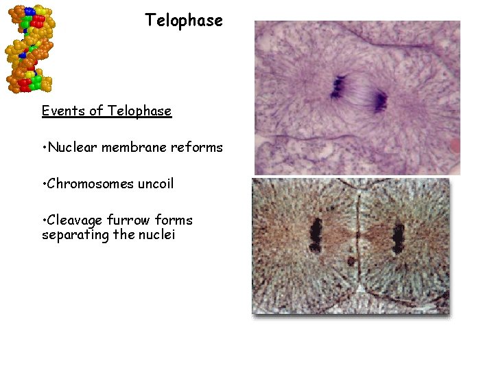 Telophase Events of Telophase • Nuclear membrane reforms • Chromosomes uncoil • Cleavage furrow