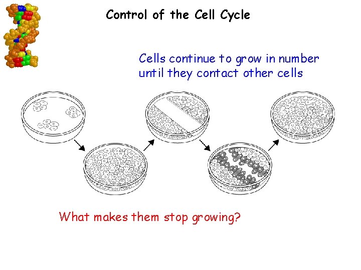 Control of the Cell Cycle Cells continue to grow in number until they contact