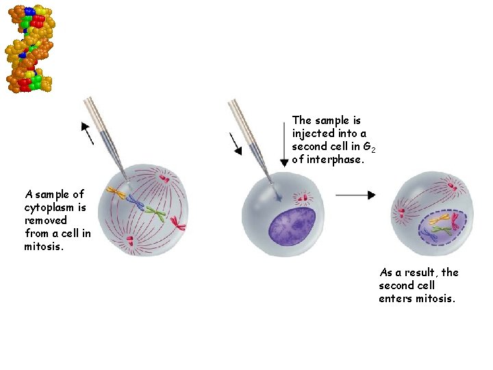 Effect of Cyclins The sample is injected into a second cell in G 2