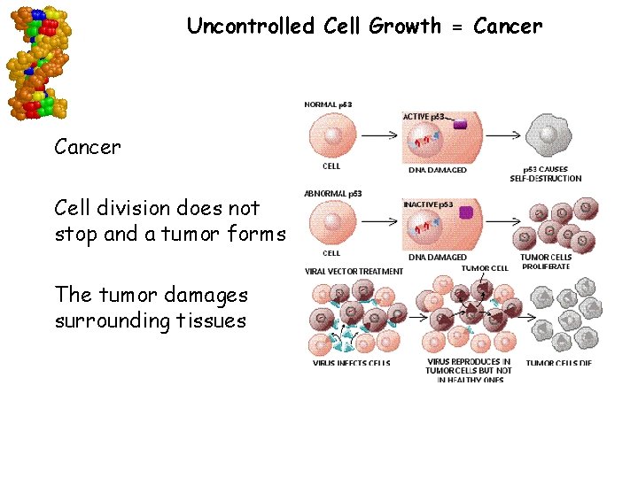 Uncontrolled Cell Growth = Cancer Cell division does not stop and a tumor forms