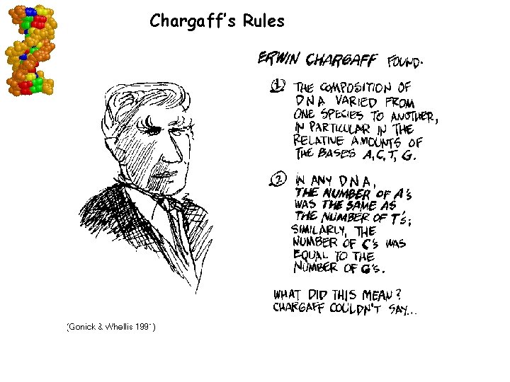 Chargaff’s Rules Go to Section: 