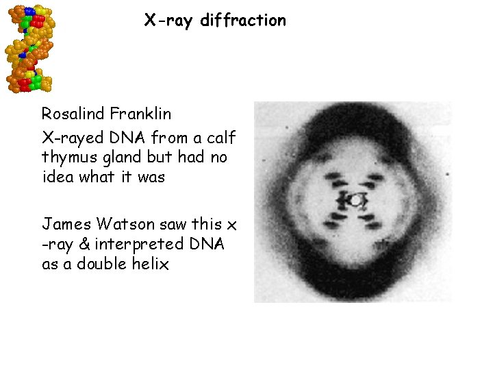 X-ray diffraction Rosalind Franklin X-rayed DNA from a calf thymus gland but had no