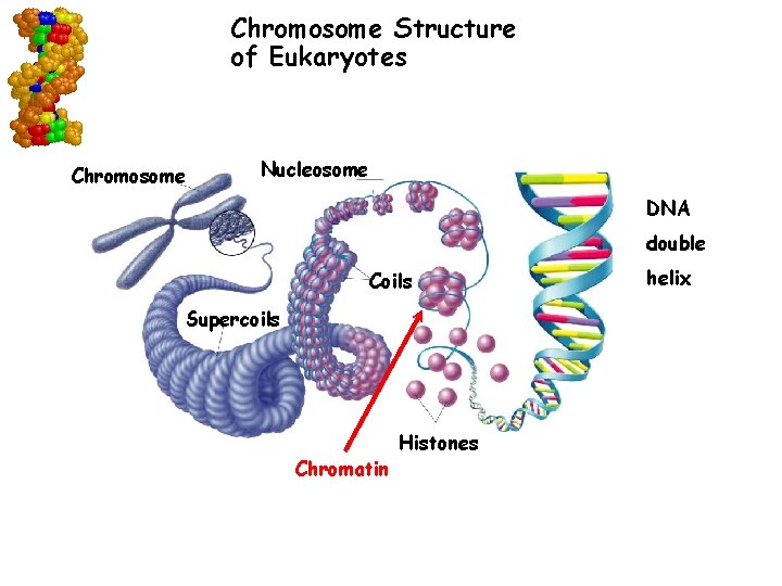 Chromosome Structure of Eukaryotes Chromosome Nucleosome DNA double Coils Supercoils Chromatin Go to Section: