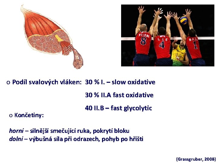 o Podíl svalových vláken: 30 % I. – slow oxidative 30 % II. A