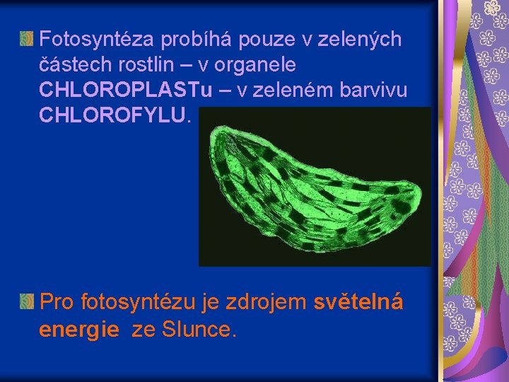 Fotosyntéza probíhá pouze v zelených částech rostlin – v organele CHLOROPLASTu – v zeleném