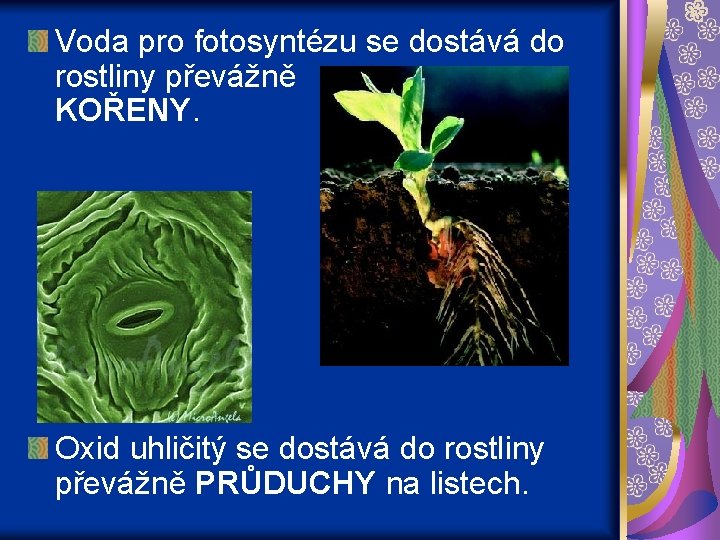 Voda pro fotosyntézu se dostává do rostliny převážně KOŘENY. Oxid uhličitý se dostává do