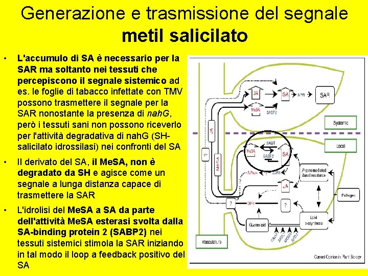 Generazione e trasmissione del segnale metil salicilato • L'accumulo di SA è necessario per