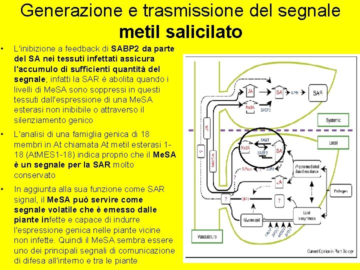 Generazione e trasmissione del segnale metil salicilato • L'inibizione a feedback di SABP 2