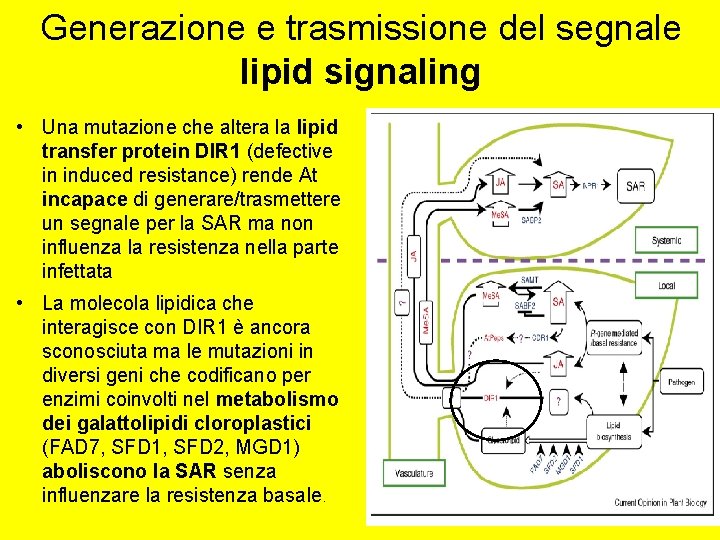 Generazione e trasmissione del segnale lipid signaling • Una mutazione che altera la lipid