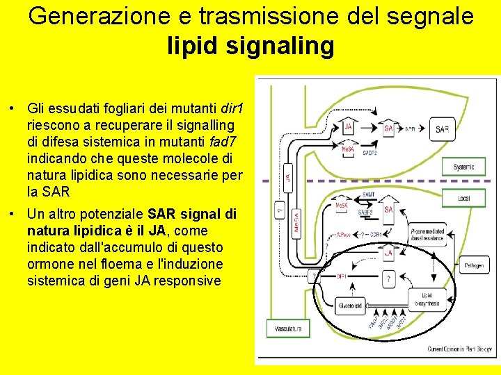 Generazione e trasmissione del segnale lipid signaling • Gli essudati fogliari dei mutanti dir