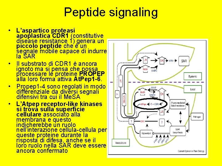 Peptide signaling • L’aspartico proteasi apoplastica CDR 1 (constitutive disease resistance 1) genera un