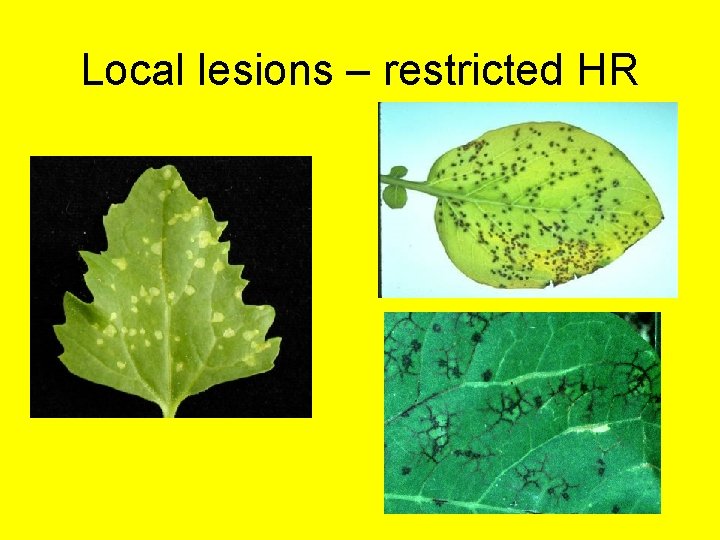 Local lesions – restricted HR 