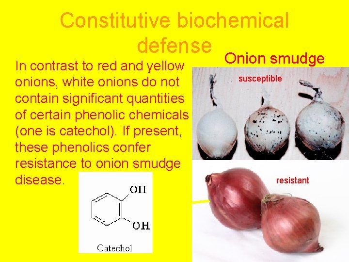 Constitutive biochemical defense Onion smudge In contrast to red and yellow onions, white onions