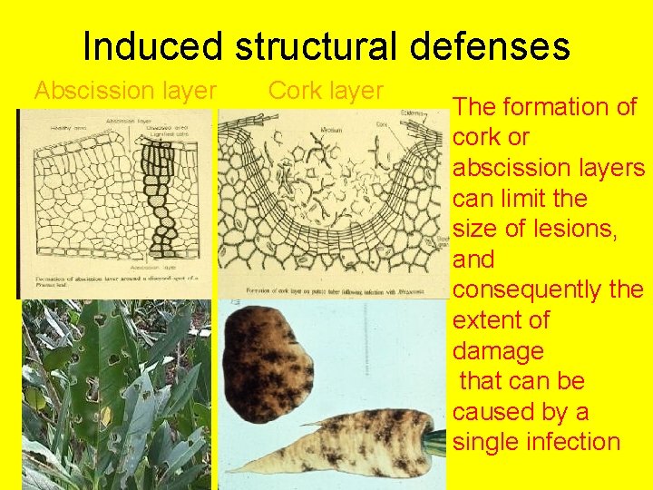 Induced structural defenses Abscission layer Cork layer The formation of cork or abscission layers